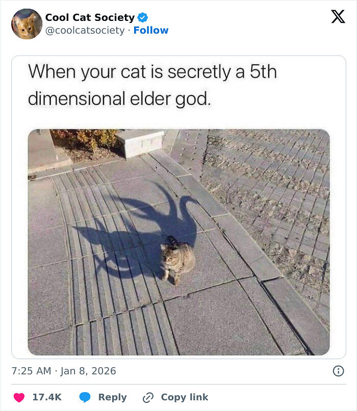 80 Funny Memes To Remind You How Awesome Cats Are