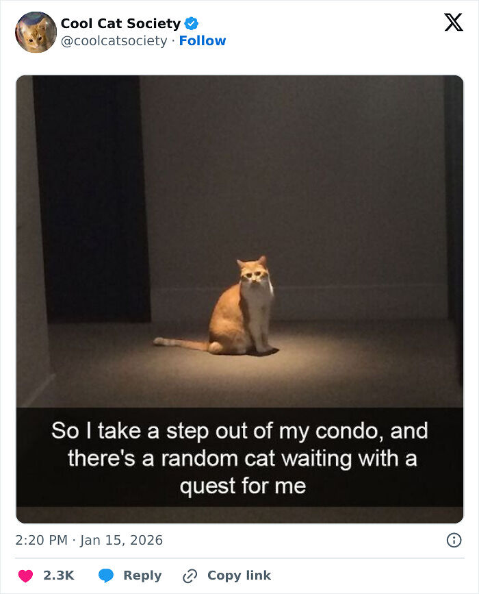 80 Funny Memes To Remind You How Awesome Cats Are