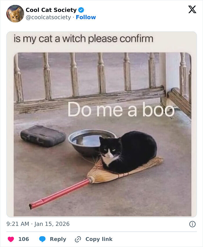 80 Funny Memes To Remind You How Awesome Cats Are