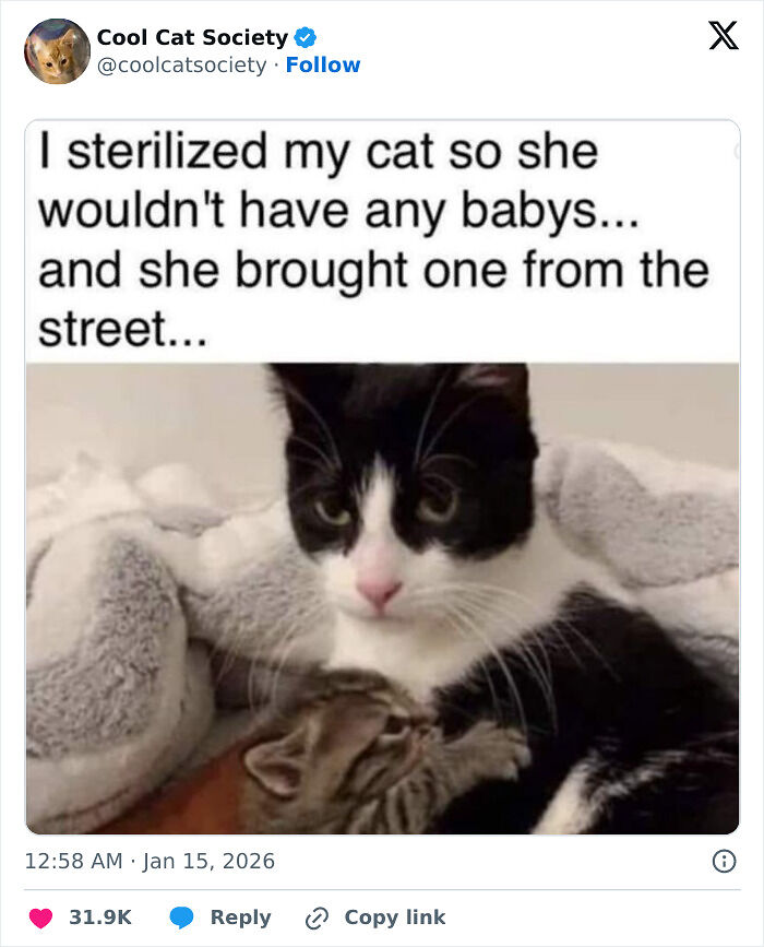 80 Funny Memes To Remind You How Awesome Cats Are