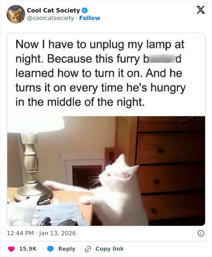 80 Funny Memes To Remind You How Awesome Cats Are
