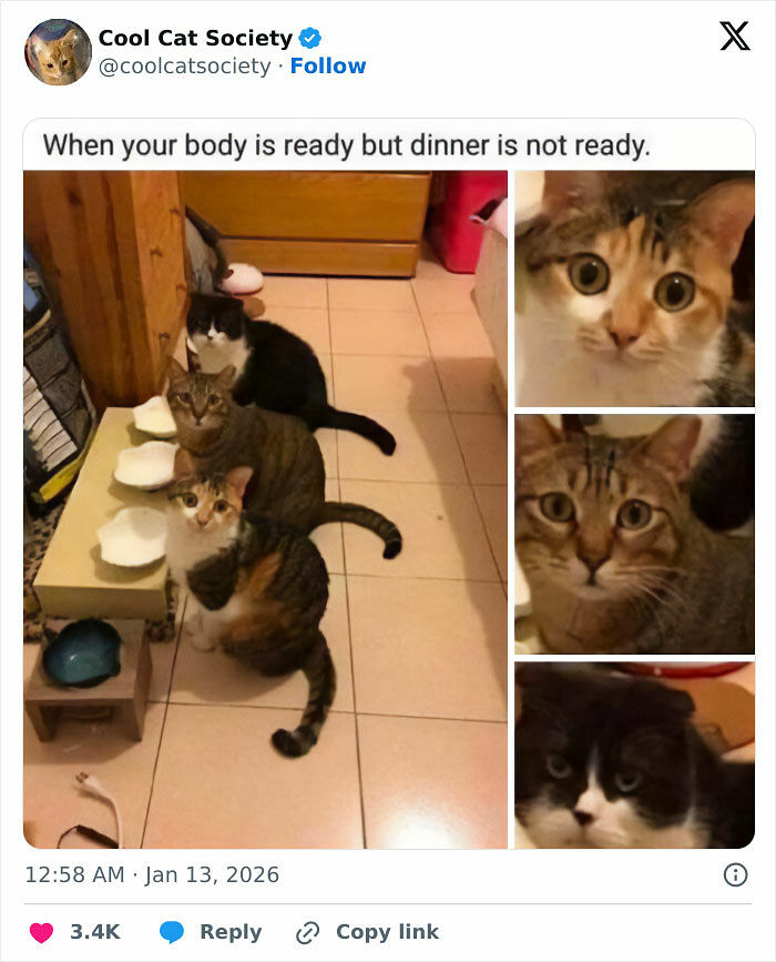 80 Funny Memes To Remind You How Awesome Cats Are