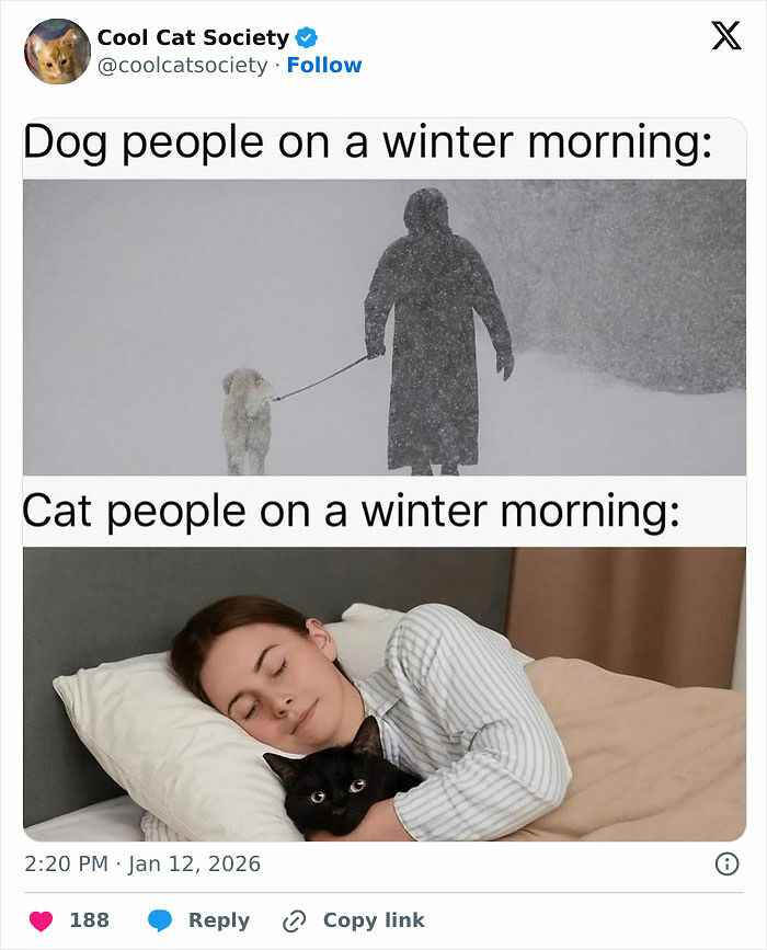 80 Funny Memes To Remind You How Awesome Cats Are