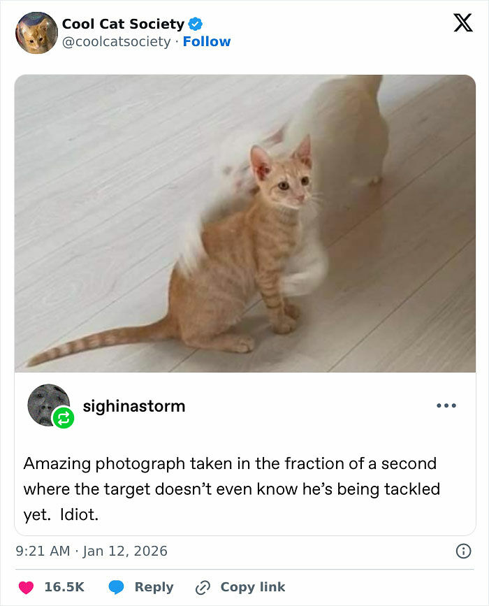 80 Funny Memes To Remind You How Awesome Cats Are