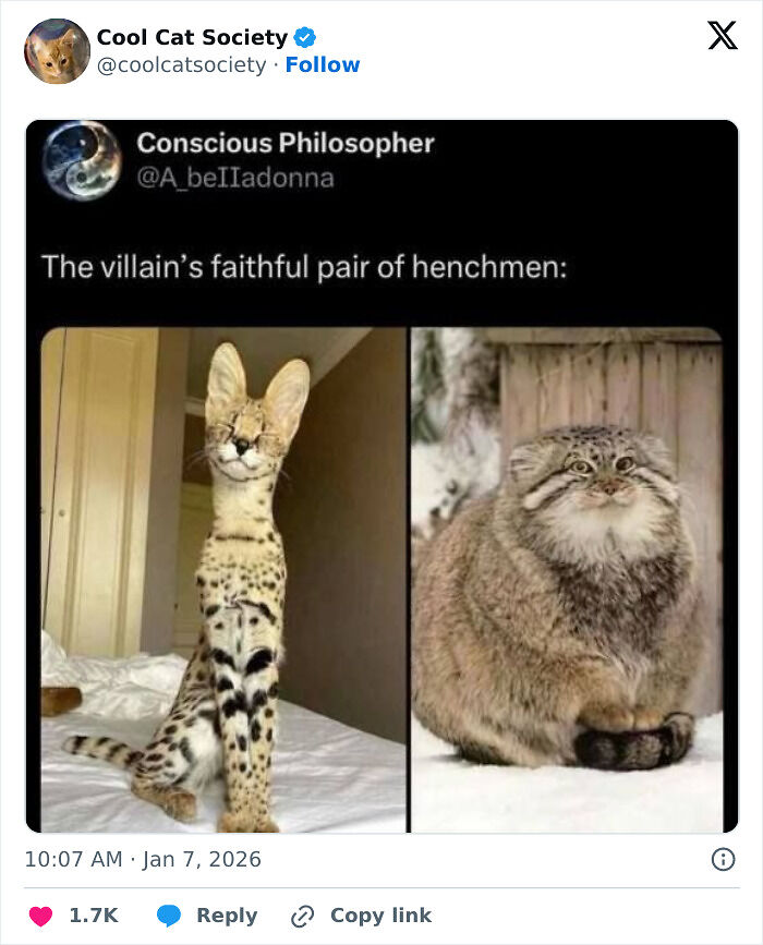 80 Funny Memes To Remind You How Awesome Cats Are