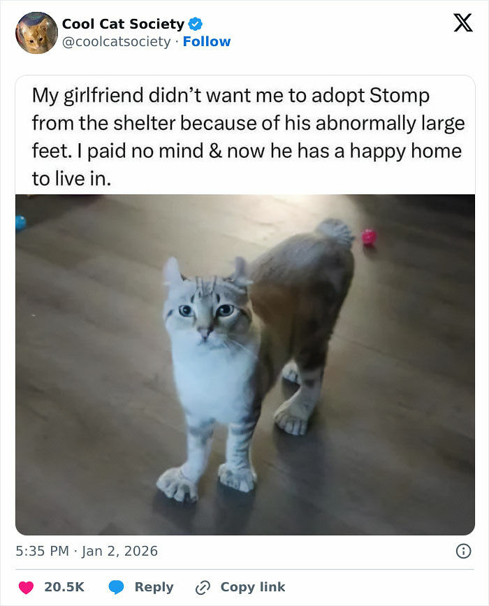 80 Funny Memes To Remind You How Awesome Cats Are