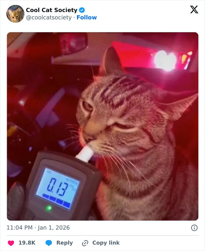 80 Funny Memes To Remind You How Awesome Cats Are