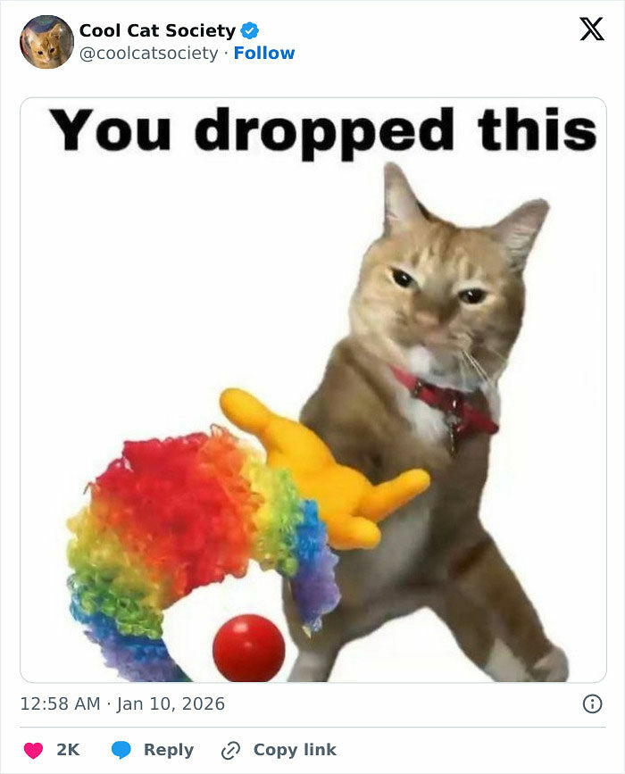 80 Funny Memes To Remind You How Awesome Cats Are