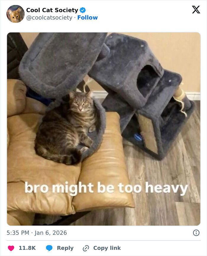 80 Funny Memes To Remind You How Awesome Cats Are