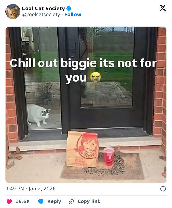 80 Funny Memes To Remind You How Awesome Cats Are