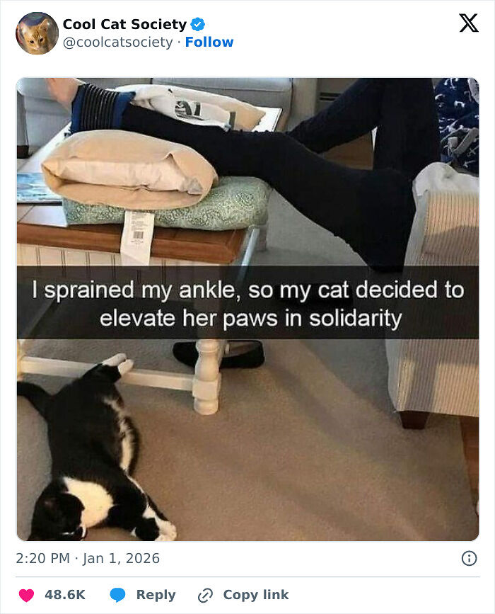 80 Funny Memes To Remind You How Awesome Cats Are