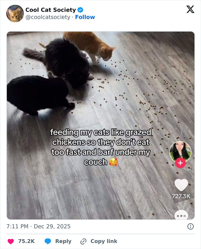 80 Funny Memes To Remind You How Awesome Cats Are