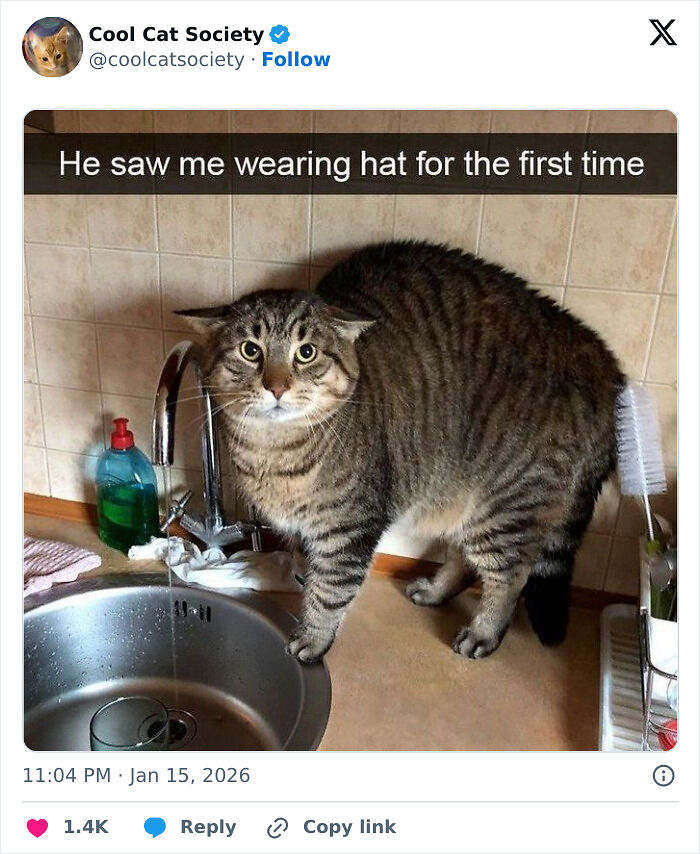 80 Funny Memes To Remind You How Awesome Cats Are
