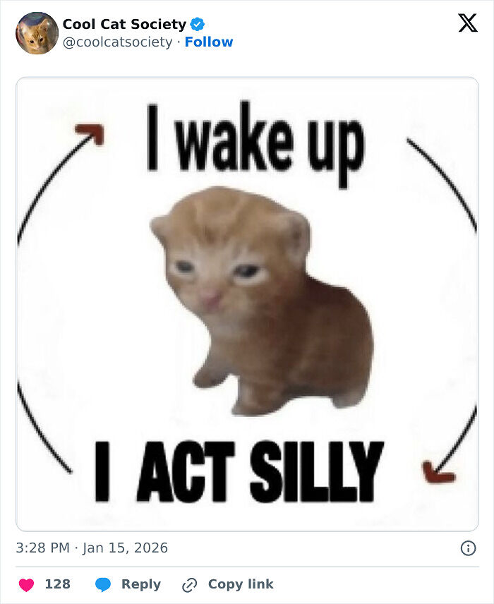 80 Funny Memes To Remind You How Awesome Cats Are