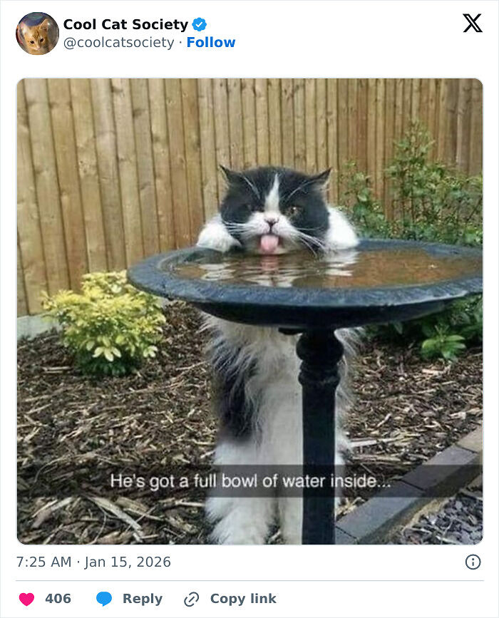 80 Funny Memes To Remind You How Awesome Cats Are