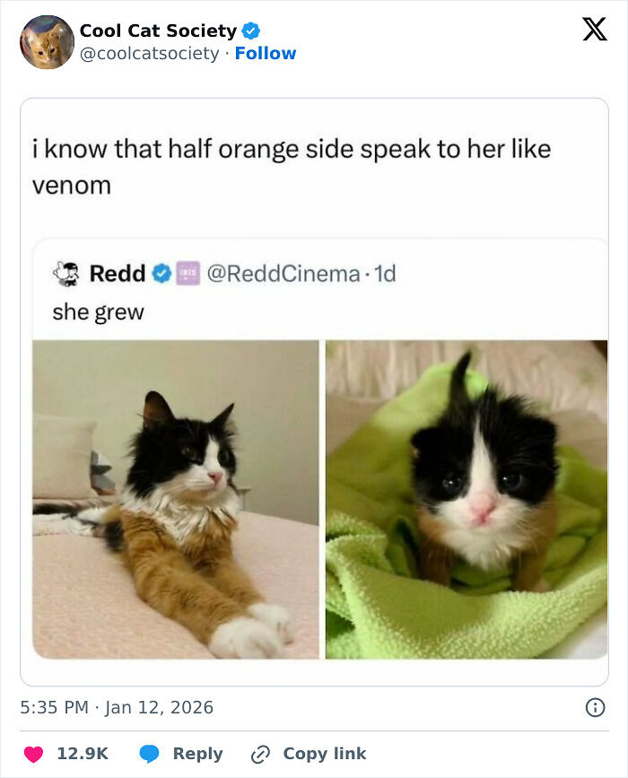 80 Funny Memes To Remind You How Awesome Cats Are