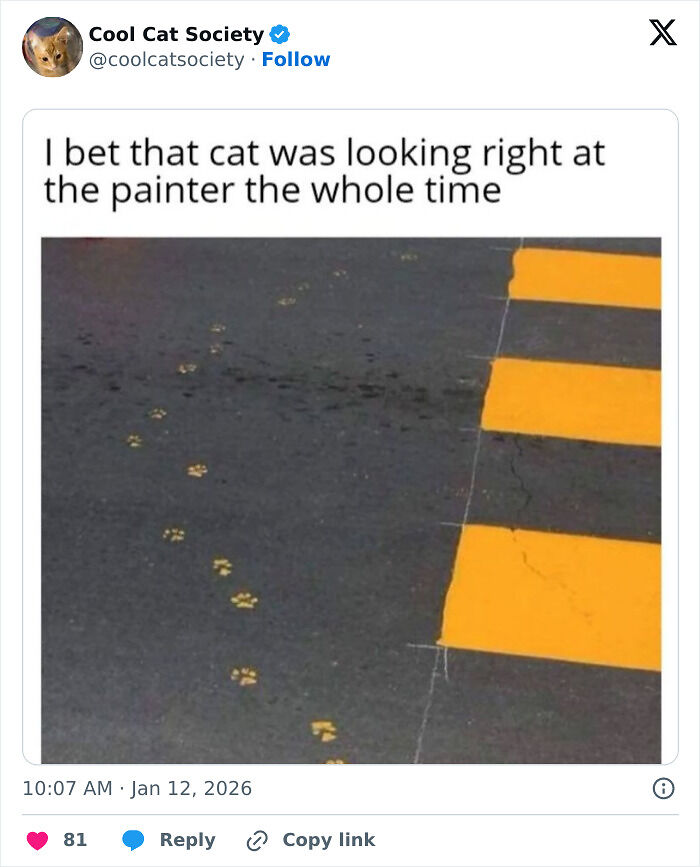 80 Funny Memes To Remind You How Awesome Cats Are