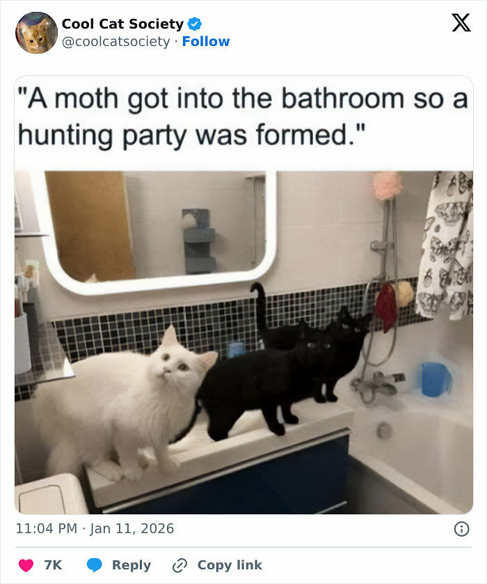 80 Funny Memes To Remind You How Awesome Cats Are