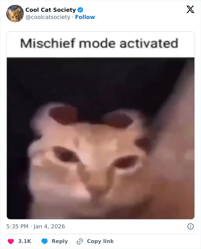 80 Funny Memes To Remind You How Awesome Cats Are