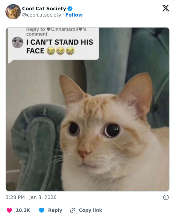 80 Funny Memes To Remind You How Awesome Cats Are