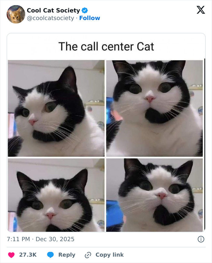 80 Funny Memes To Remind You How Awesome Cats Are