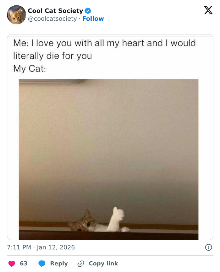 80 Funny Memes To Remind You How Awesome Cats Are