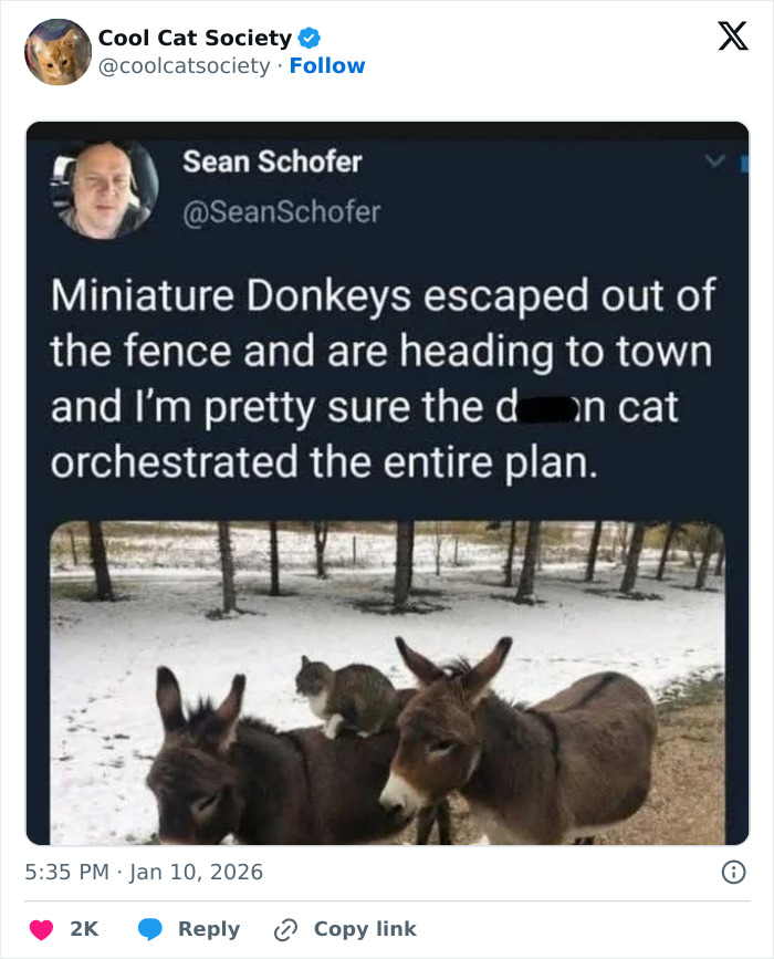 80 Funny Memes To Remind You How Awesome Cats Are