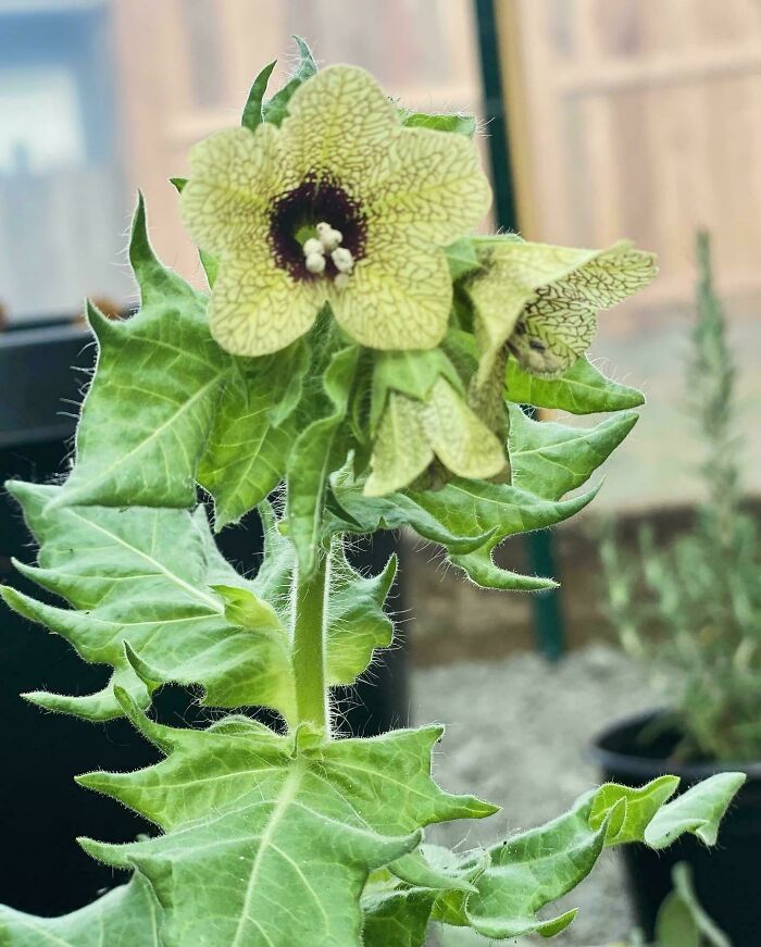 46 Obscure And Weird Medical Facts