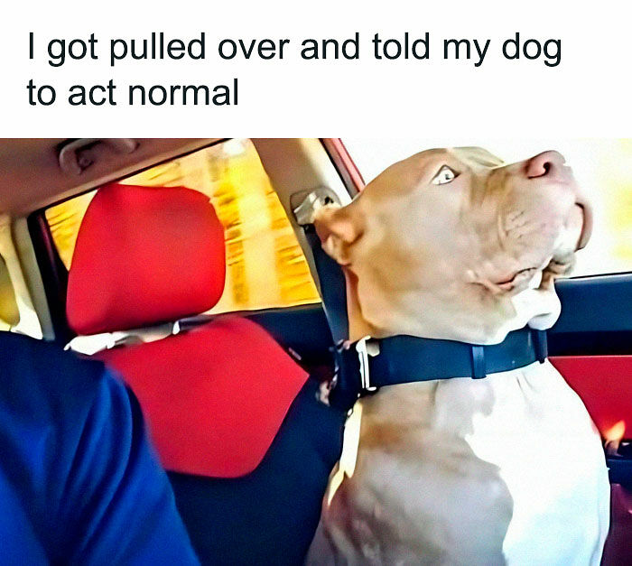 92 Random Memes That Had No Right To Be This Funny 92 Random Memes That Had No Right To Be This Funny