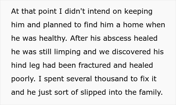 Lost Cat Goes From Street Survivor To Family Royalty, Scammy &ldquo;Owner&rdquo; Demands Him Back Years Later