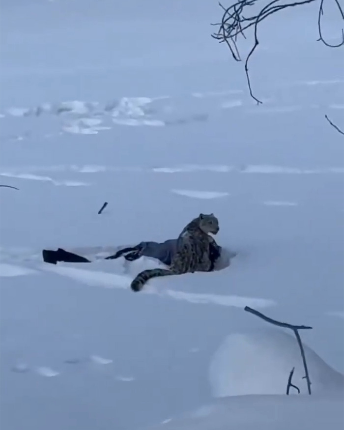 Viral Video Shows Skier Viciously Attacked By Snow Leopard After Trying To Take A Selfie With It Viral Video Shows Skier Viciously Attacked By Snow Leopard After Trying To Take A Selfie With It