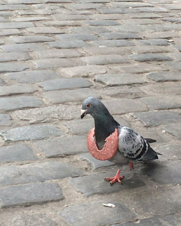 95 Of The Weirdest And Most Unhinged Things Seen On The Streets Of Brussels 95 Of The Weirdest And Most Unhinged Things Seen On The Streets Of Brussels