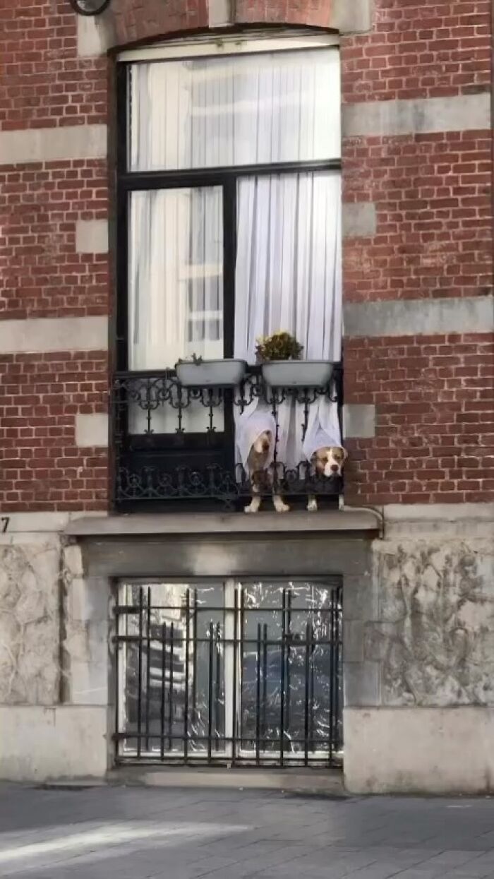 95 Of The Weirdest And Most Unhinged Things Seen On The Streets Of Brussels 95 Of The Weirdest And Most Unhinged Things Seen On The Streets Of Brussels