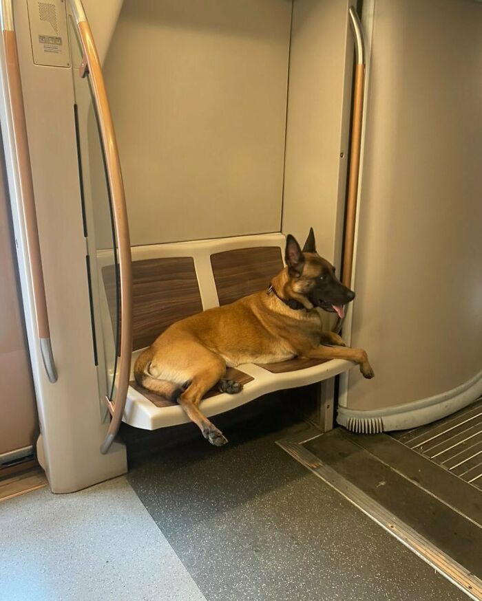 95 Of The Weirdest And Most Unhinged Things Seen On The Streets Of Brussels 95 Of The Weirdest And Most Unhinged Things Seen On The Streets Of Brussels