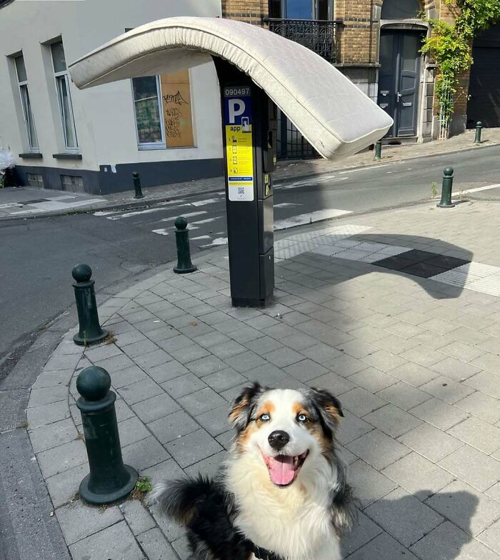 95 Of The Weirdest And Most Unhinged Things Seen On The Streets Of Brussels 95 Of The Weirdest And Most Unhinged Things Seen On The Streets Of Brussels