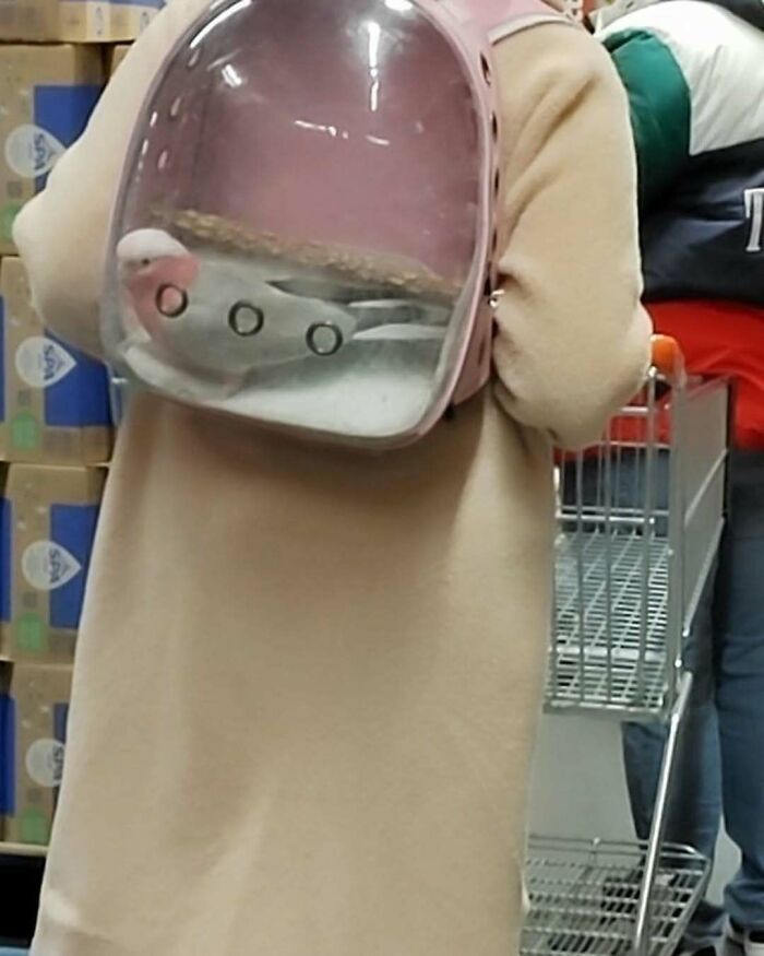 95 Of The Weirdest And Most Unhinged Things Seen On The Streets Of Brussels 95 Of The Weirdest And Most Unhinged Things Seen On The Streets Of Brussels