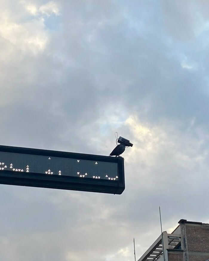 95 Of The Weirdest And Most Unhinged Things Seen On The Streets Of Brussels 95 Of The Weirdest And Most Unhinged Things Seen On The Streets Of Brussels