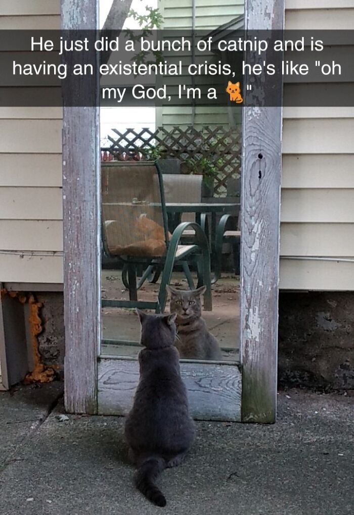 79 Times People Were Rushing To Take A Pic Of Animals Making Silly Faces (New Pics) 79 Times People Were Rushing To Take A Pic Of Animals Making Silly Faces (New Pics)