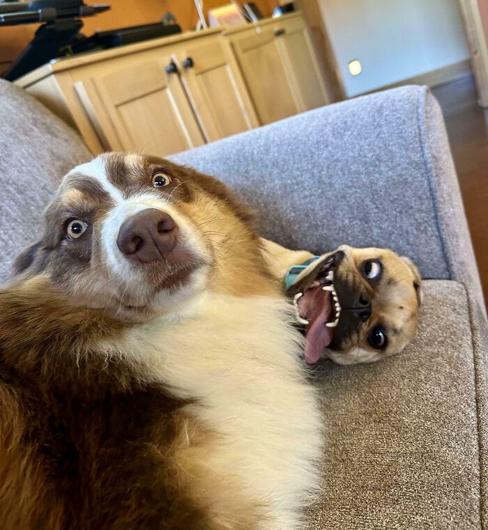 79 Times People Were Rushing To Take A Pic Of Animals Making Silly Faces (New Pics) 79 Times People Were Rushing To Take A Pic Of Animals Making Silly Faces (New Pics)