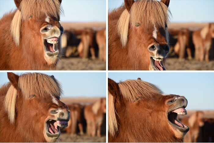 79 Times People Were Rushing To Take A Pic Of Animals Making Silly Faces (New Pics) 79 Times People Were Rushing To Take A Pic Of Animals Making Silly Faces (New Pics)