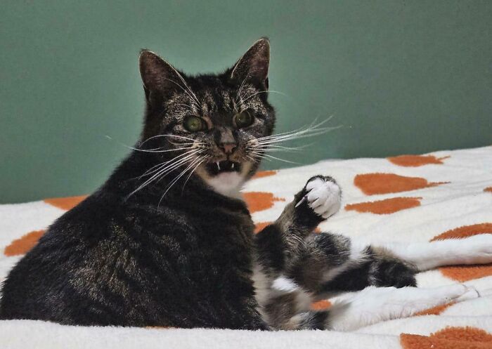 79 Times People Were Rushing To Take A Pic Of Animals Making Silly Faces (New Pics) 79 Times People Were Rushing To Take A Pic Of Animals Making Silly Faces (New Pics)