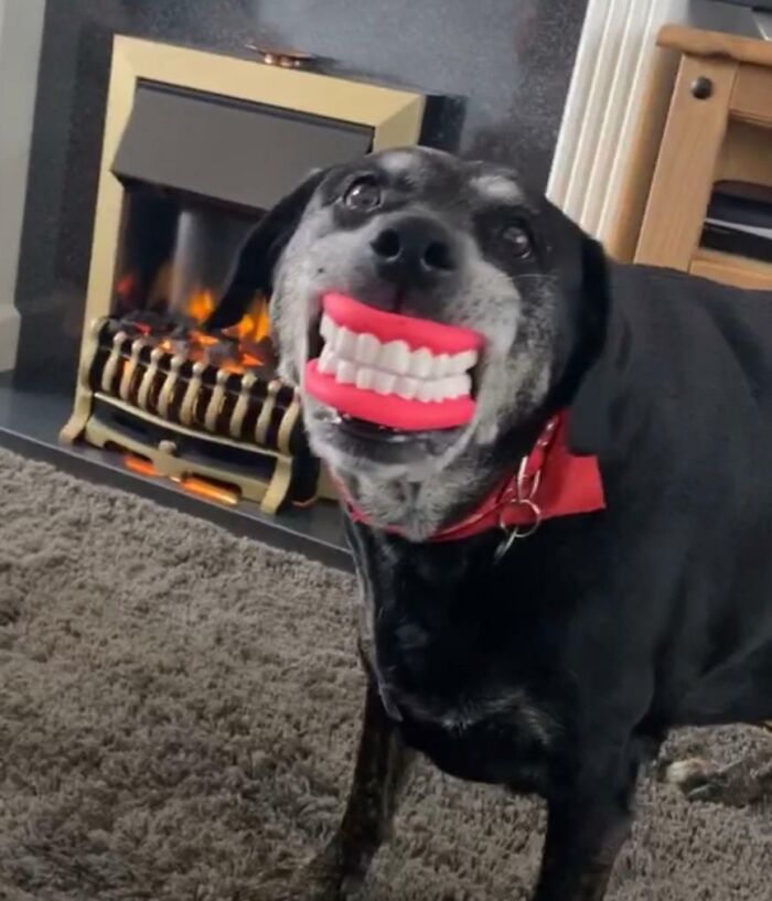 79 Times People Were Rushing To Take A Pic Of Animals Making Silly Faces (New Pics) 79 Times People Were Rushing To Take A Pic Of Animals Making Silly Faces (New Pics)