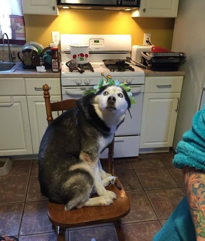 79 Times People Were Rushing To Take A Pic Of Animals Making Silly Faces (New Pics) 79 Times People Were Rushing To Take A Pic Of Animals Making Silly Faces (New Pics)