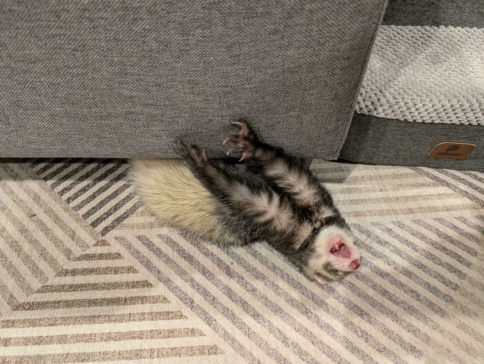 79 Times People Were Rushing To Take A Pic Of Animals Making Silly Faces (New Pics) 79 Times People Were Rushing To Take A Pic Of Animals Making Silly Faces (New Pics)