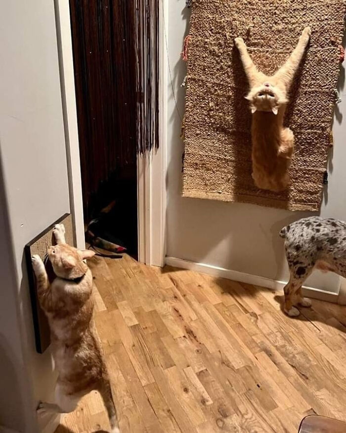 79 Times People Were Rushing To Take A Pic Of Animals Making Silly Faces (New Pics) 79 Times People Were Rushing To Take A Pic Of Animals Making Silly Faces (New Pics)