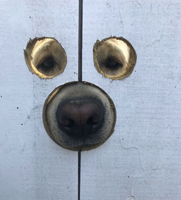 79 Times People Were Rushing To Take A Pic Of Animals Making Silly Faces (New Pics) 79 Times People Were Rushing To Take A Pic Of Animals Making Silly Faces (New Pics)