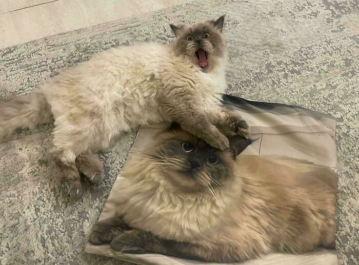 79 Times People Were Rushing To Take A Pic Of Animals Making Silly Faces (New Pics) 79 Times People Were Rushing To Take A Pic Of Animals Making Silly Faces (New Pics)