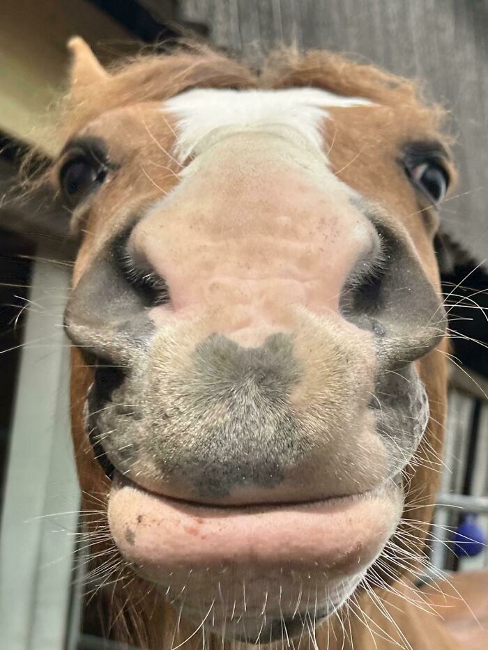 79 Times People Were Rushing To Take A Pic Of Animals Making Silly Faces (New Pics) 79 Times People Were Rushing To Take A Pic Of Animals Making Silly Faces (New Pics)