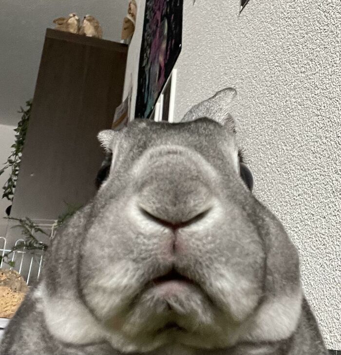 79 Times People Were Rushing To Take A Pic Of Animals Making Silly Faces (New Pics) 79 Times People Were Rushing To Take A Pic Of Animals Making Silly Faces (New Pics)