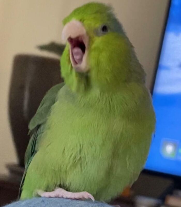 79 Times People Were Rushing To Take A Pic Of Animals Making Silly Faces (New Pics) 79 Times People Were Rushing To Take A Pic Of Animals Making Silly Faces (New Pics)